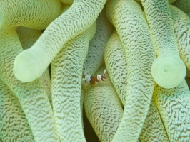 IMG 3200 Squat Anemone Shrimp